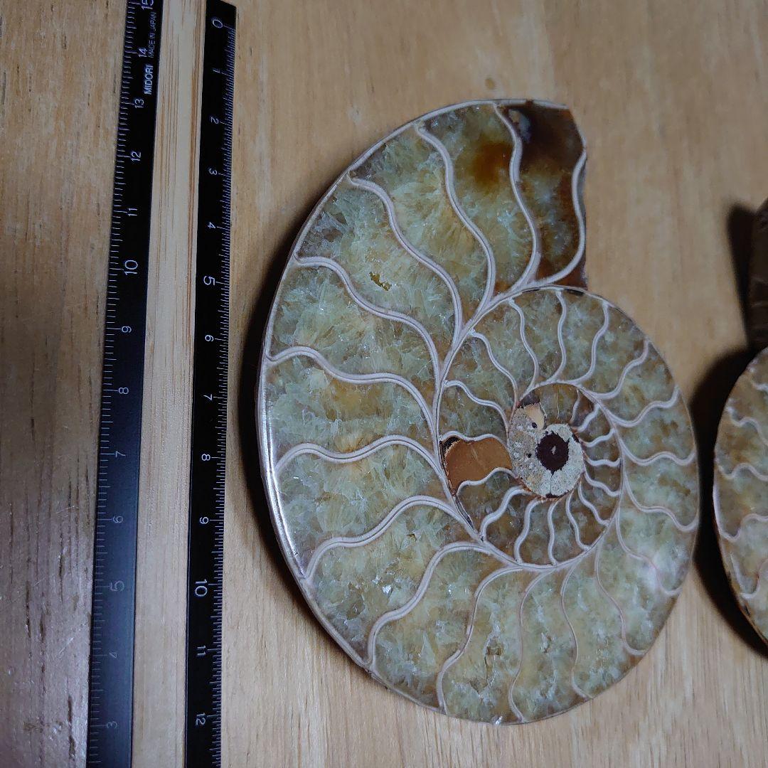 アンモナイト化石　ハーフカット　ペア　マダガスカル