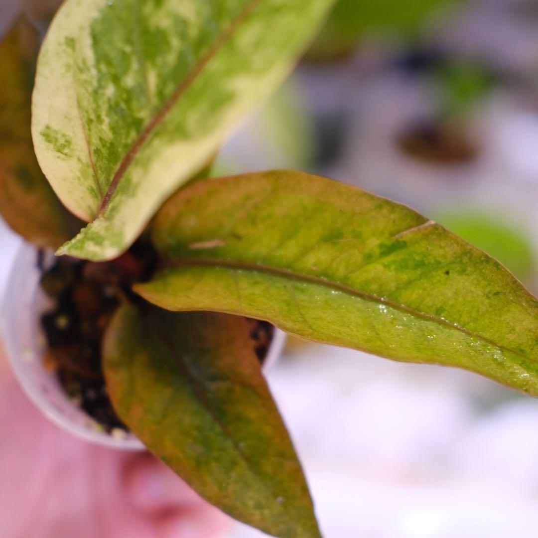 Anthurium Hookeri Sweeta Pink Polkadot ③