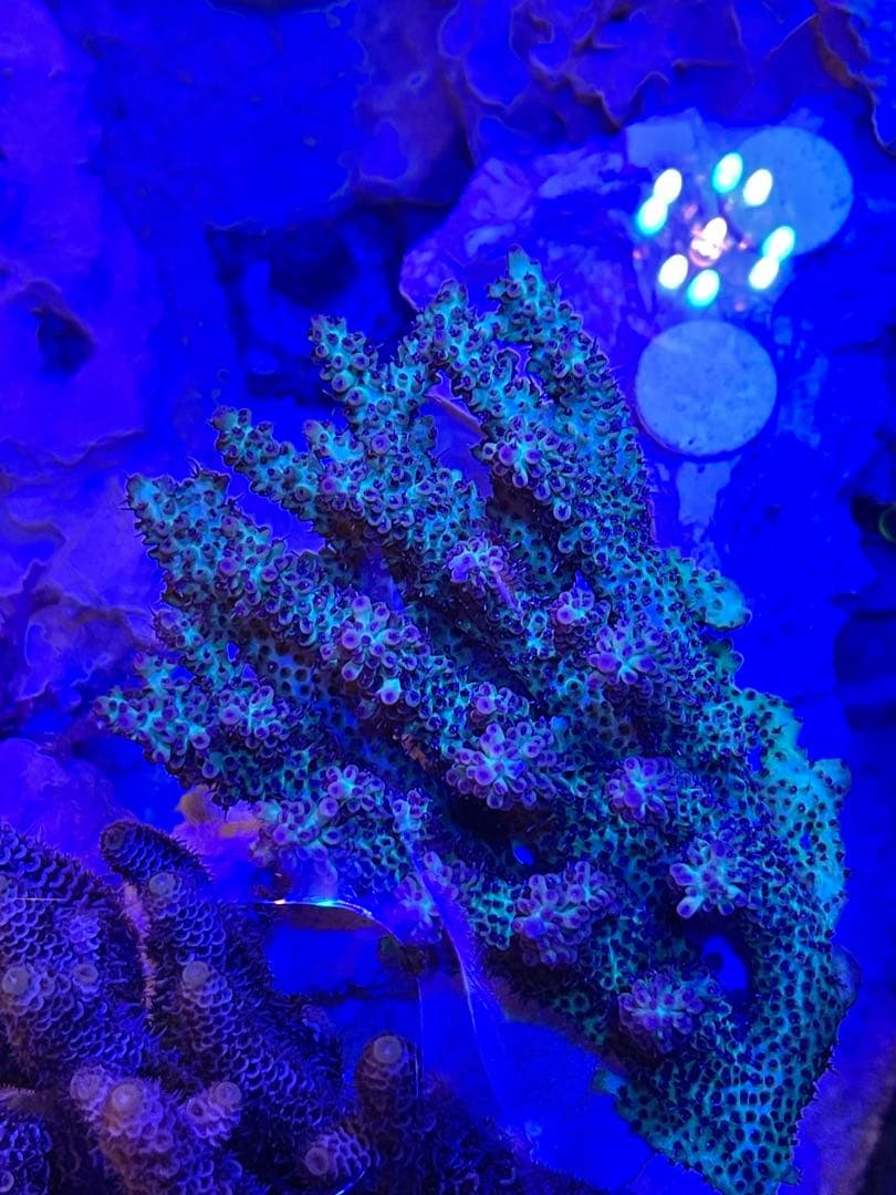 RedSea Reefer170 リーファー 美品　目黒区発送