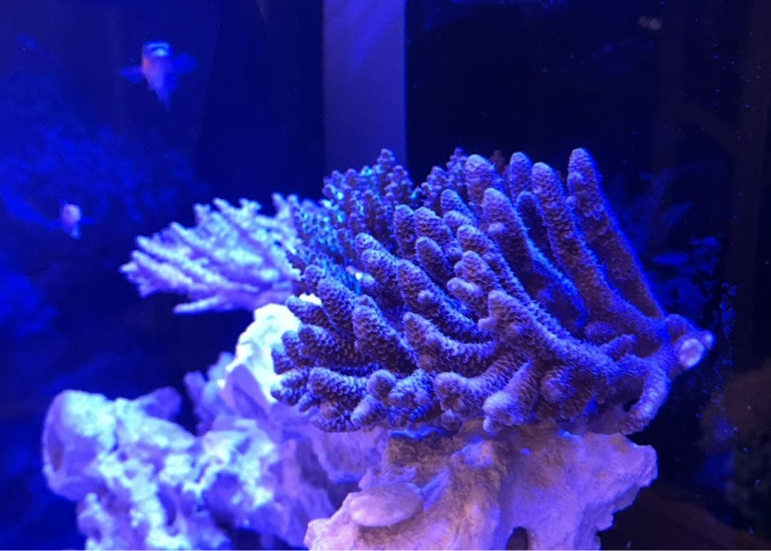 RedSea Reefer170 リーファー 美品　目黒区発送