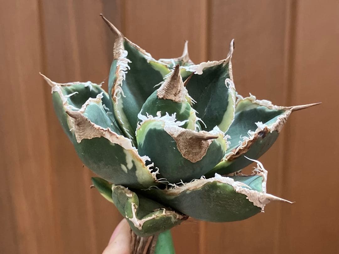 【速達】①群生　特大　特選　太棘　アガべ　SAD錦　覆輪斑　TC【子株3株】