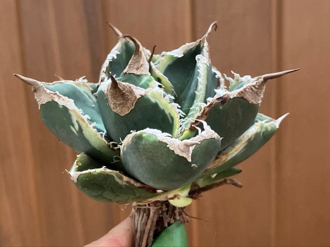 【速達】①群生　特大　特選　太棘　アガべ　SAD錦　覆輪斑　TC【子株3株】