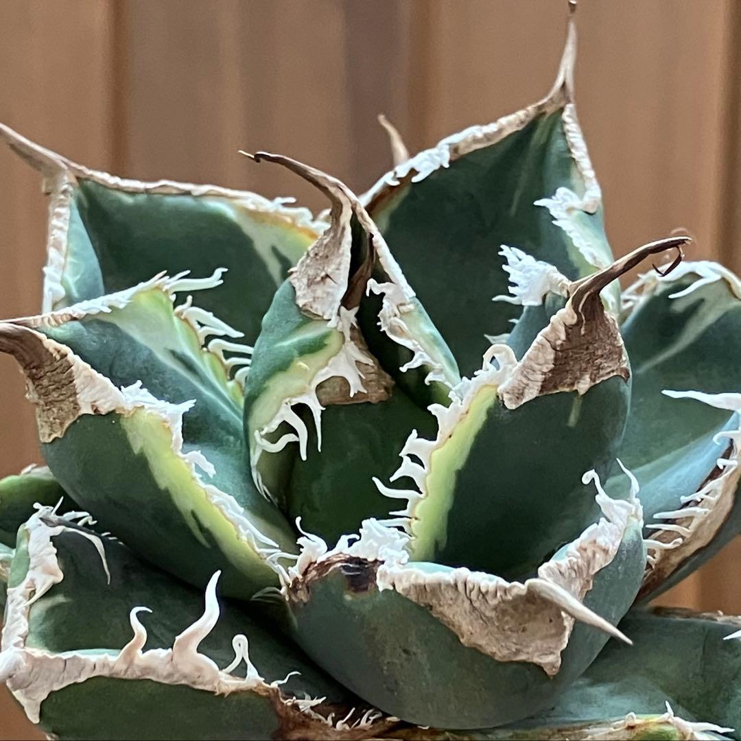 【速達】①群生　特大　特選　太棘　アガべ　SAD錦　覆輪斑　TC【子株3株】