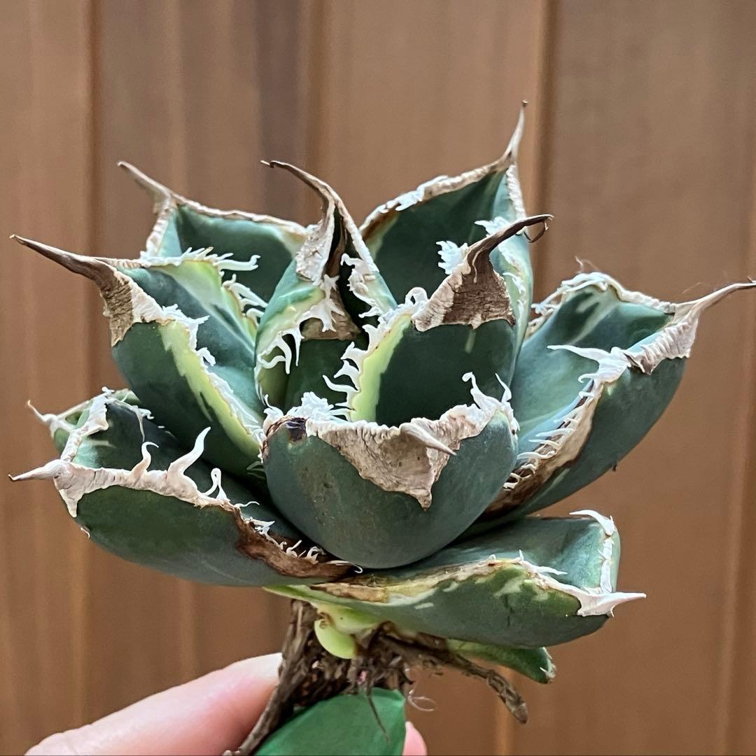 【速達】①群生　特大　特選　太棘　アガべ　SAD錦　覆輪斑　TC【子株3株】