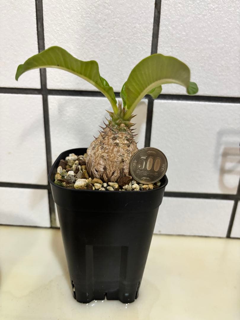 ウィンゾリー　実生株　良型