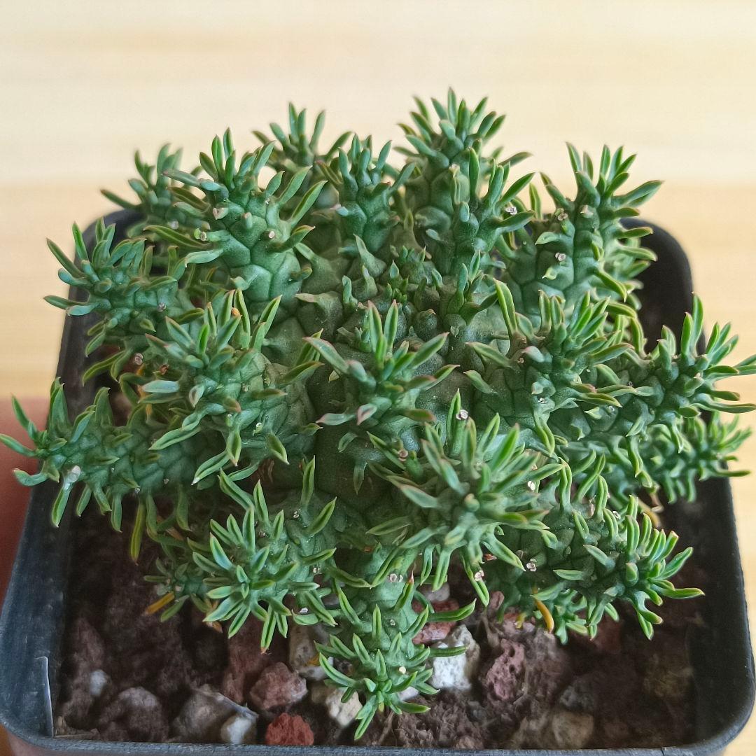 F791 ユーフォルビア デセプタ/Euphorbia decepta/実生大株