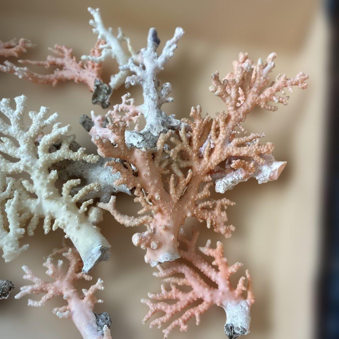 《岩礁 珊瑚礁　貝殻》海の役者達大量セット　アワビ　テングニシ貝　ヤツシロ貝