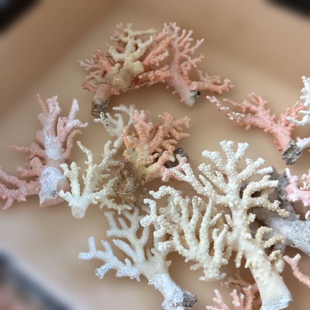 《岩礁 珊瑚礁　貝殻》海の役者達大量セット　アワビ　テングニシ貝　ヤツシロ貝