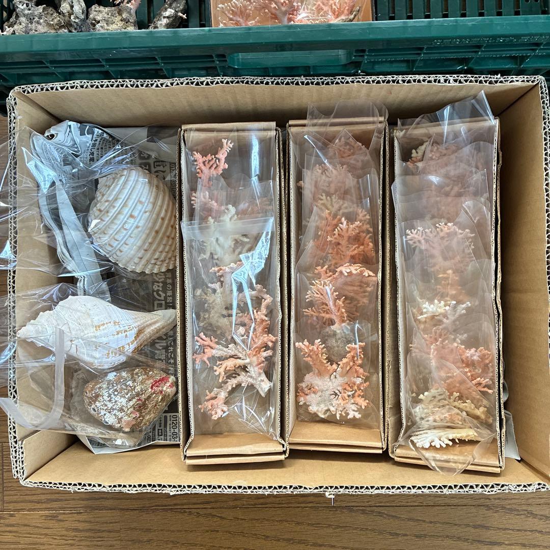 《岩礁 珊瑚礁　貝殻》海の役者達大量セット　アワビ　テングニシ貝　ヤツシロ貝