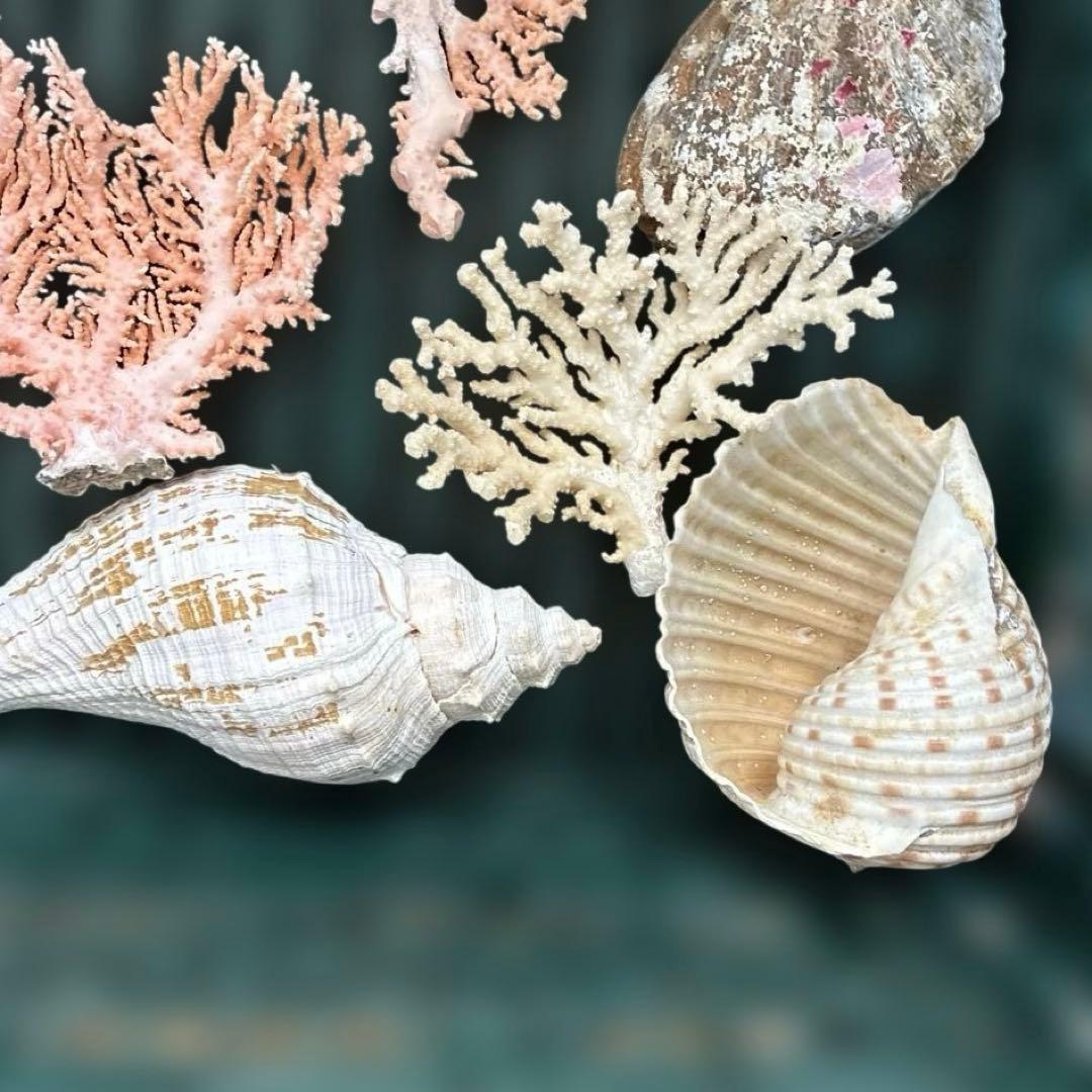《岩礁 珊瑚礁　貝殻》海の役者達大量セット　アワビ　テングニシ貝　ヤツシロ貝