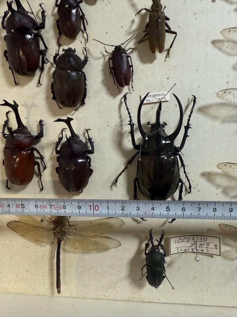 クワガタ　セミ　蜻蛉など23点　昆虫標本　ケース入　送料込み250927