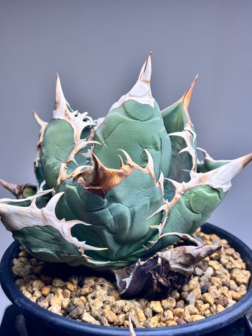 アガベ　オアハカ　ワイルド　現地球株　バンド幅　強棘