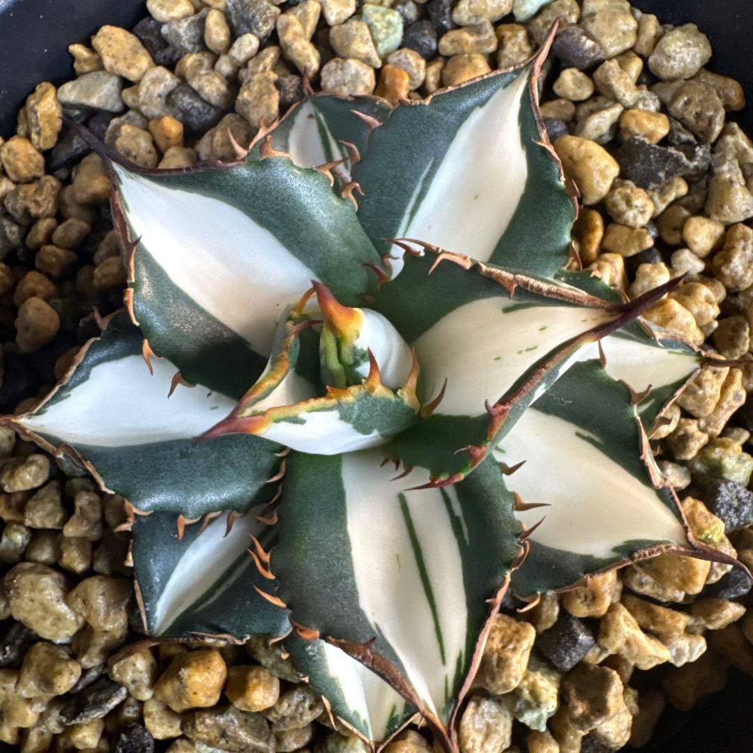 即決価格！アガベ氷河　美形　太陽神錦　純白中斑