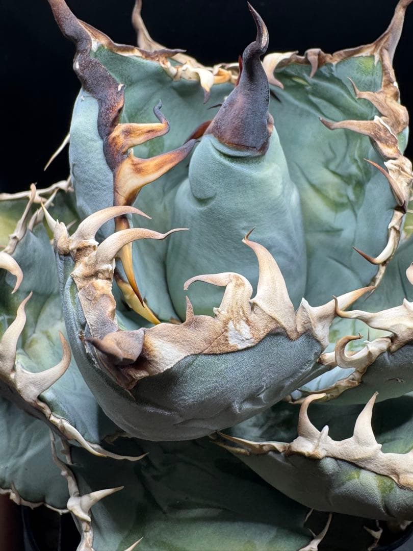 u*2様 アガベ 実生チタノタブルー 子株