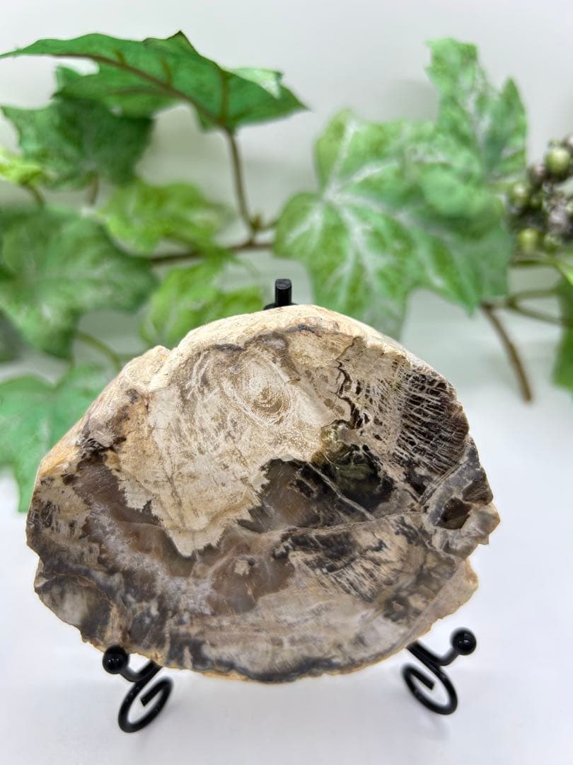 珪化木プレート　ペトリファイドウッド　No.901