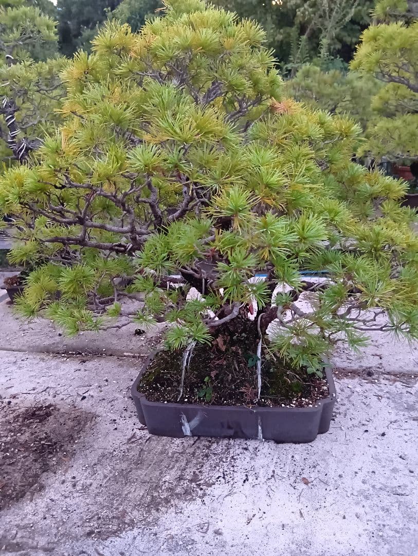 五葉松（かなり持ち込み古い株立ち品）