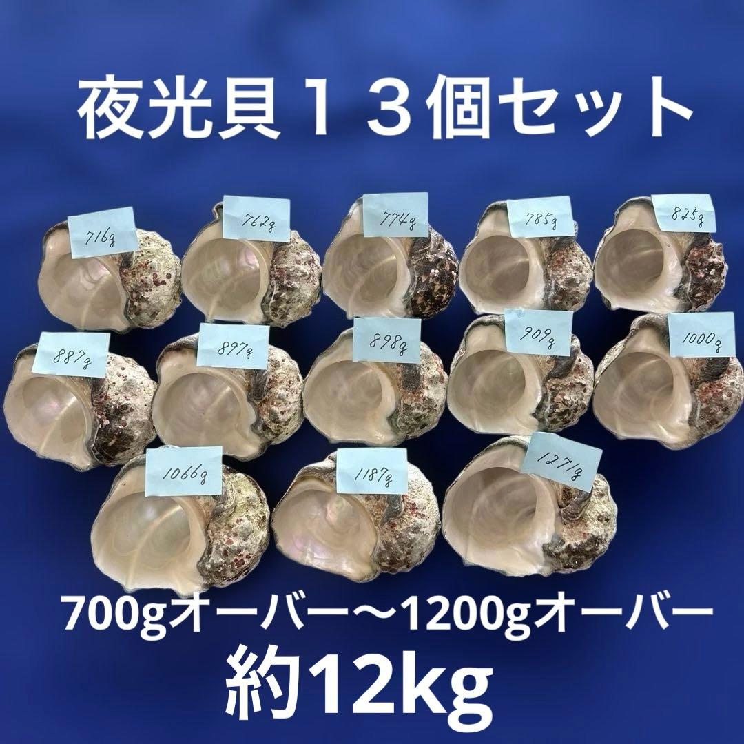 夜光貝　ヤコウ貝　まとめ売り　13個　約12kg アクセサリー　ルアー