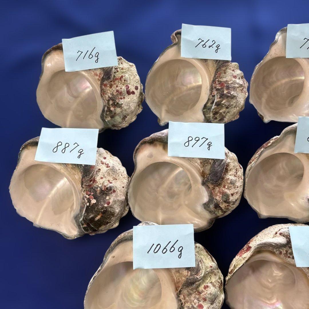 夜光貝　ヤコウ貝　まとめ売り　13個　約12kg アクセサリー　ルアー