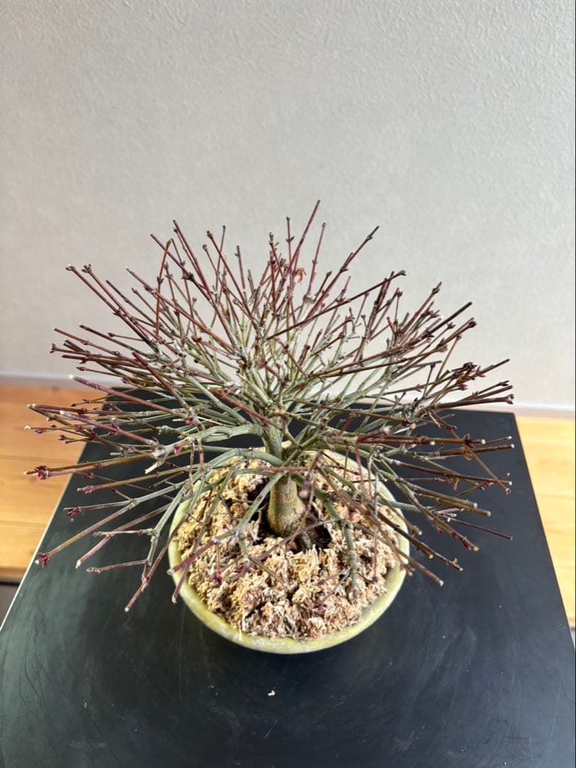 イ*イ様 清姫もみじ　盆栽　八房紅葉　箒作り　小品　樹齢約20年