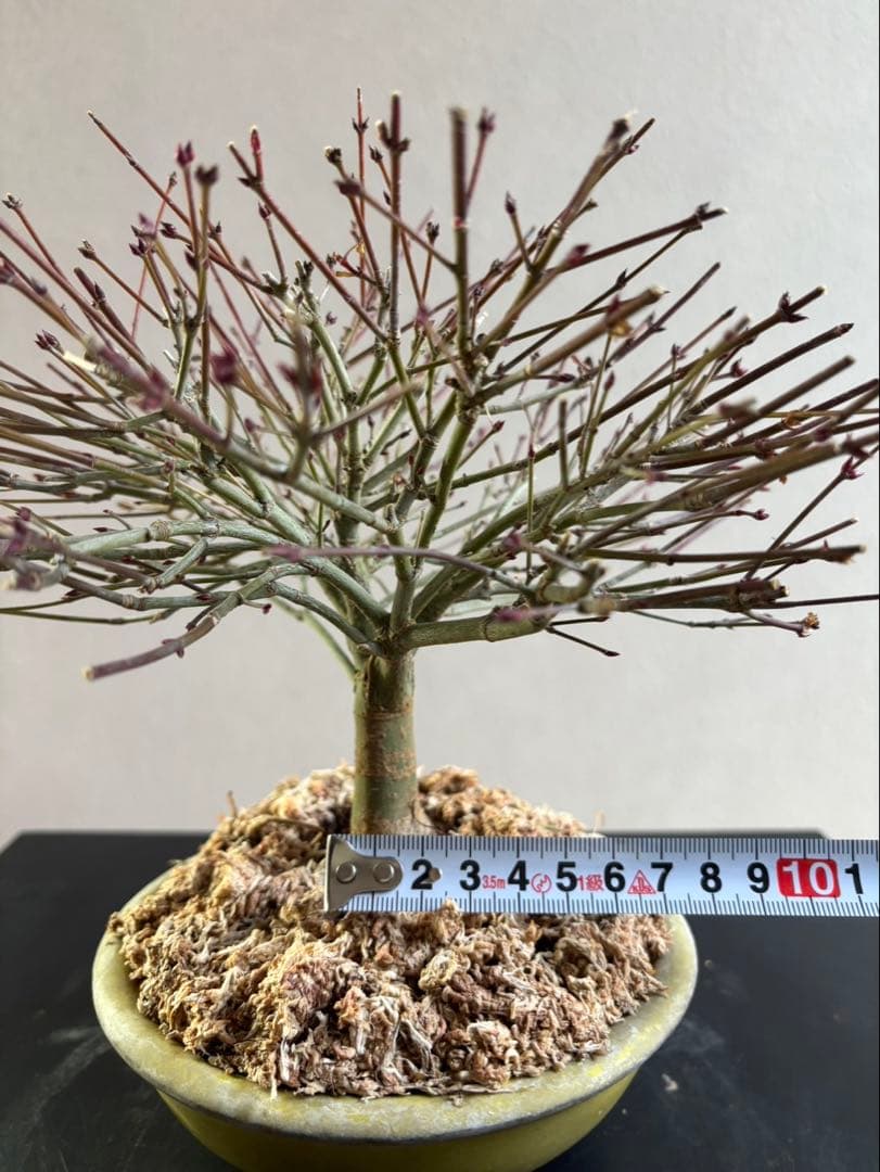 イ*イ様 清姫もみじ　盆栽　八房紅葉　箒作り　小品　樹齢約20年