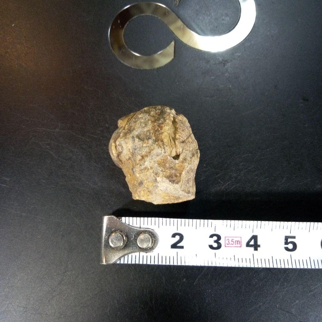 三葉虫　化石　fossil　ボリビア産　trilobite　Bolivia化石⑤