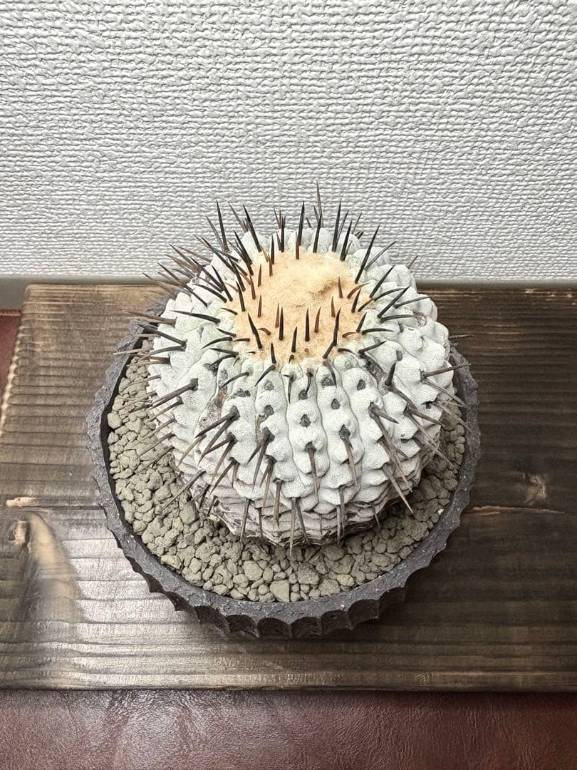 コピアポア Copiapoa コムルナアルバ　現地球　白肌美株　弧竜丸　黒王丸