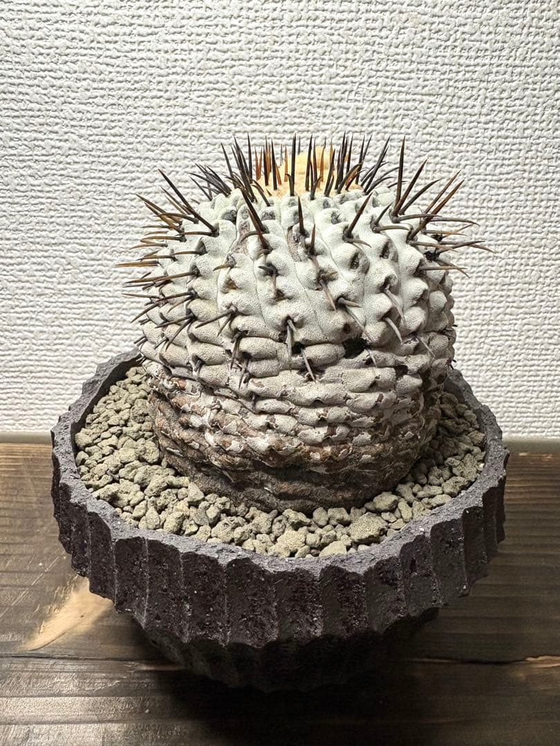 コピアポア Copiapoa コムルナアルバ　現地球　白肌美株　弧竜丸　黒王丸