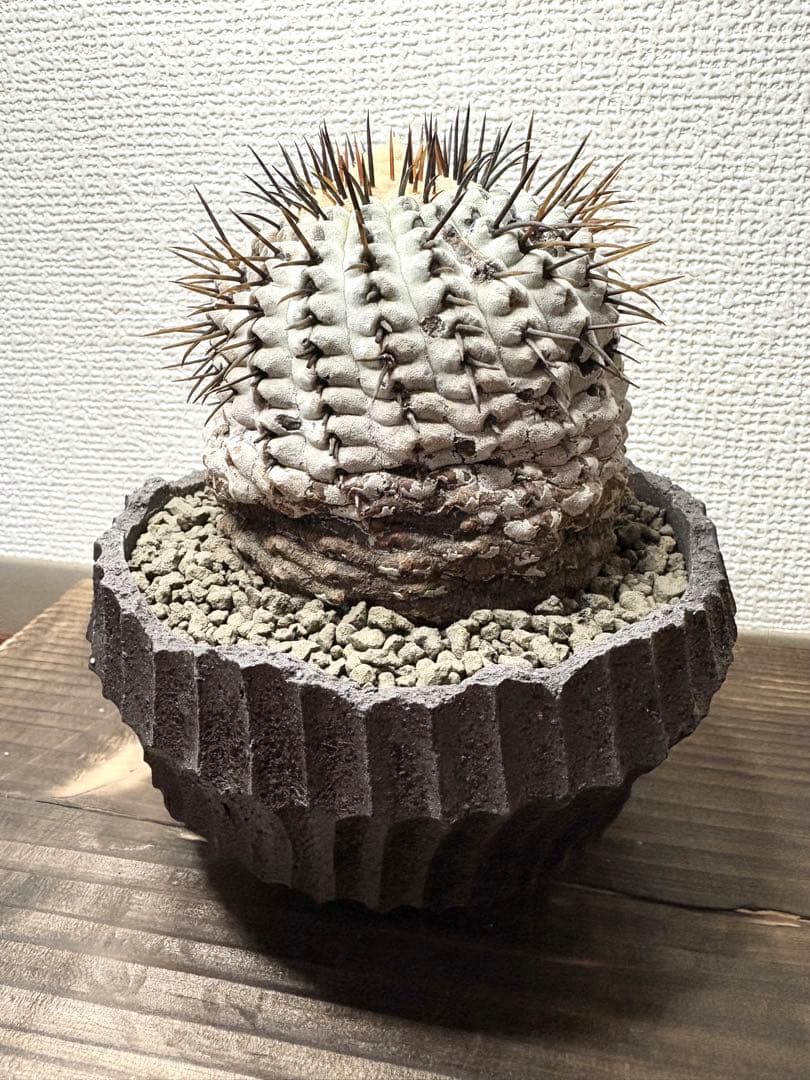 コピアポア Copiapoa コムルナアルバ　現地球　白肌美株　弧竜丸　黒王丸