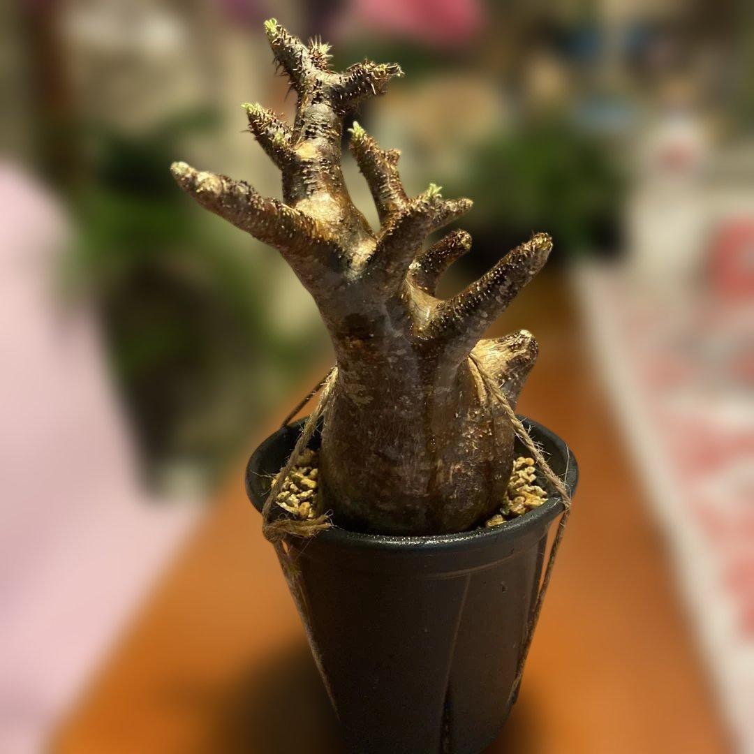 ミルク❗️グラキリス現地球 発根済