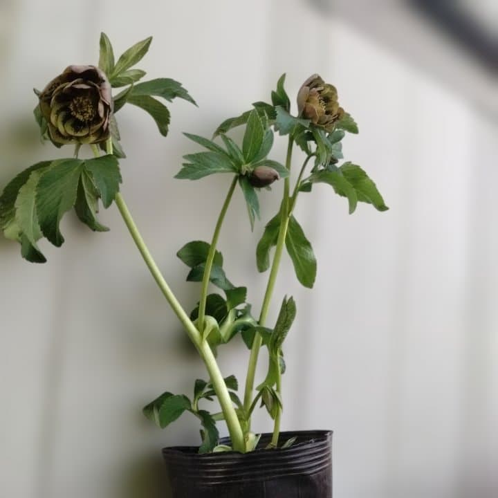 野田園芸。ヘレボルス 多層花びら 緑と紫の斑点グリーンバイカラー。No46