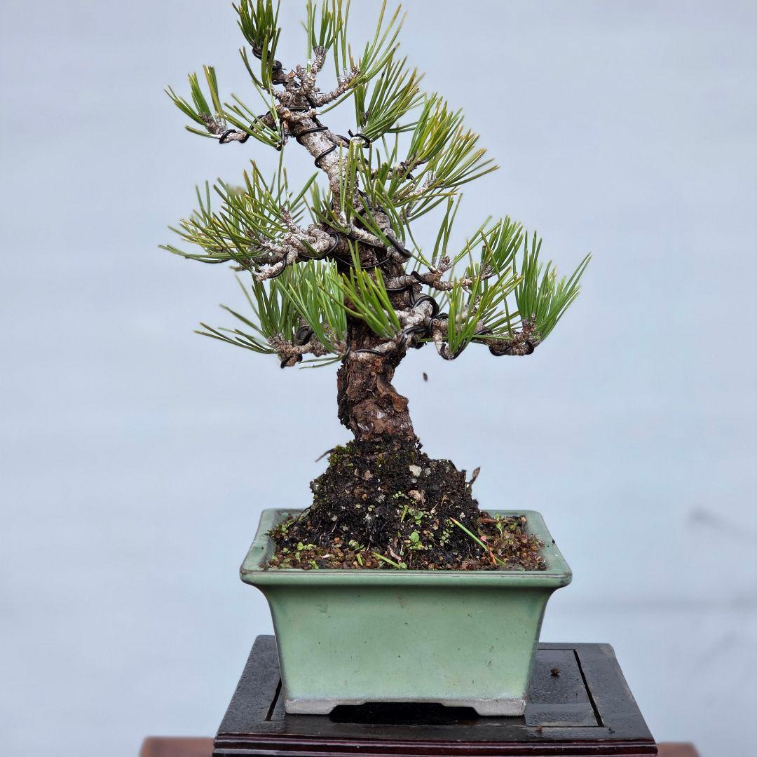 黒松　(岩石性)　[模様木]　貴風盆栽