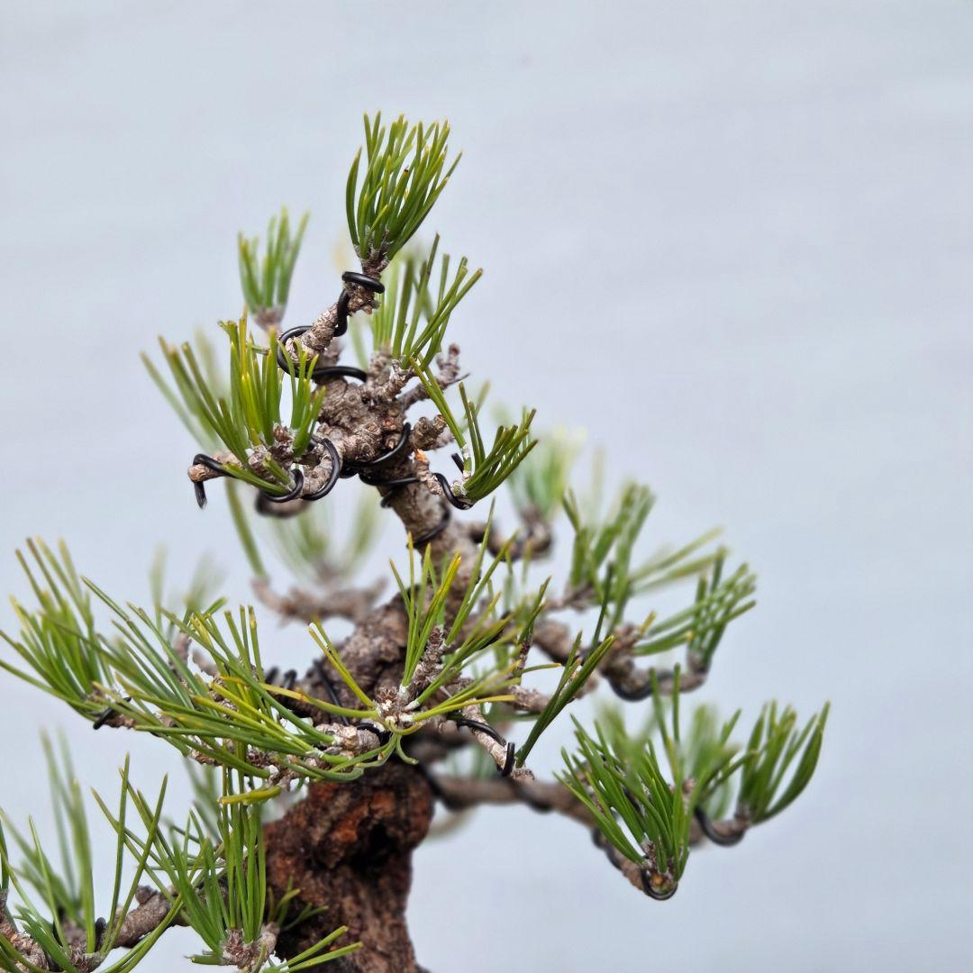 黒松　(岩石性)　[模様木]　貴風盆栽