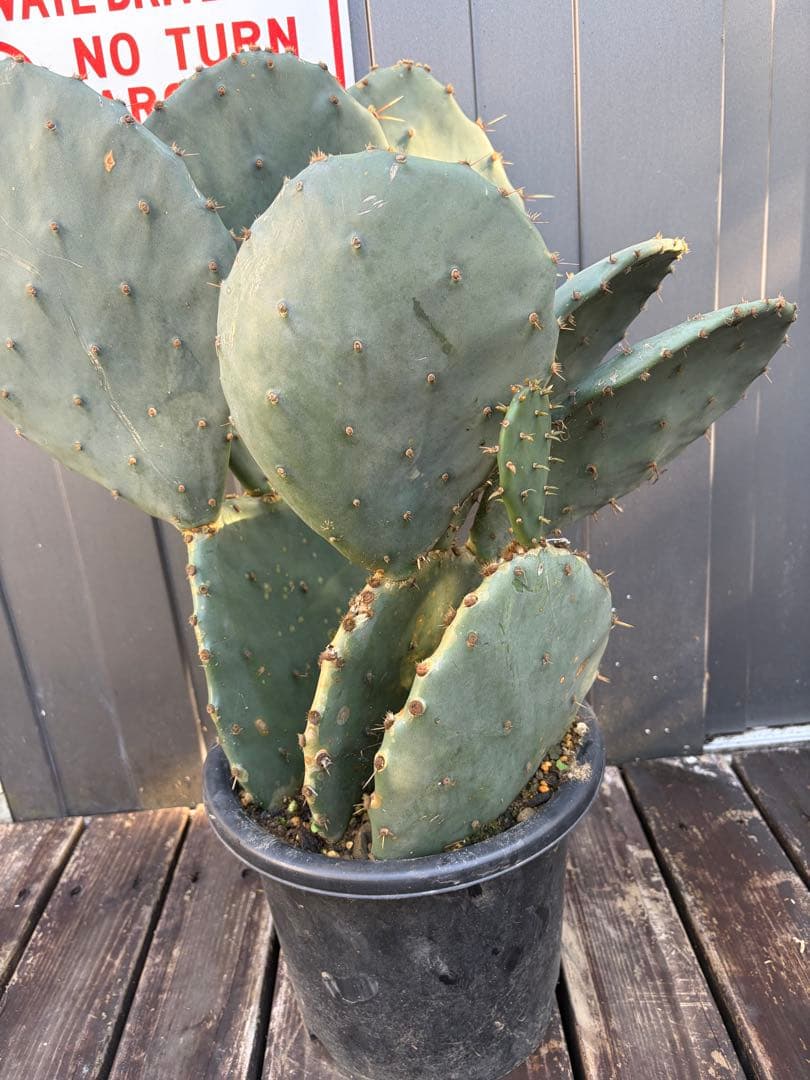 耐寒性強！団扇サボテン　オプンチアのフミフサ群生植え◇ドライガーデン南国アガベ