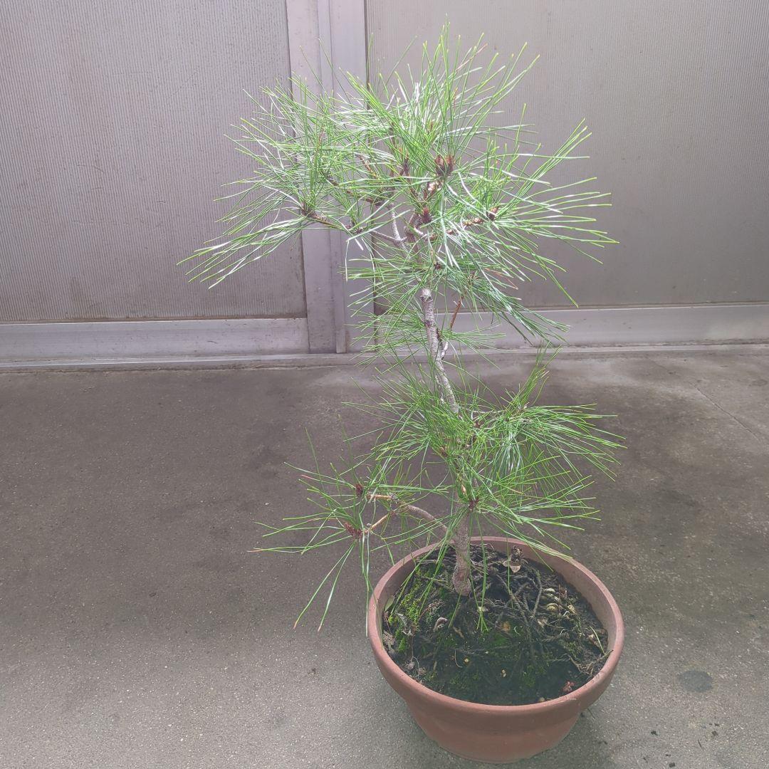 アカマツ　盆栽