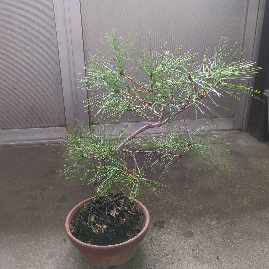 アカマツ　盆栽