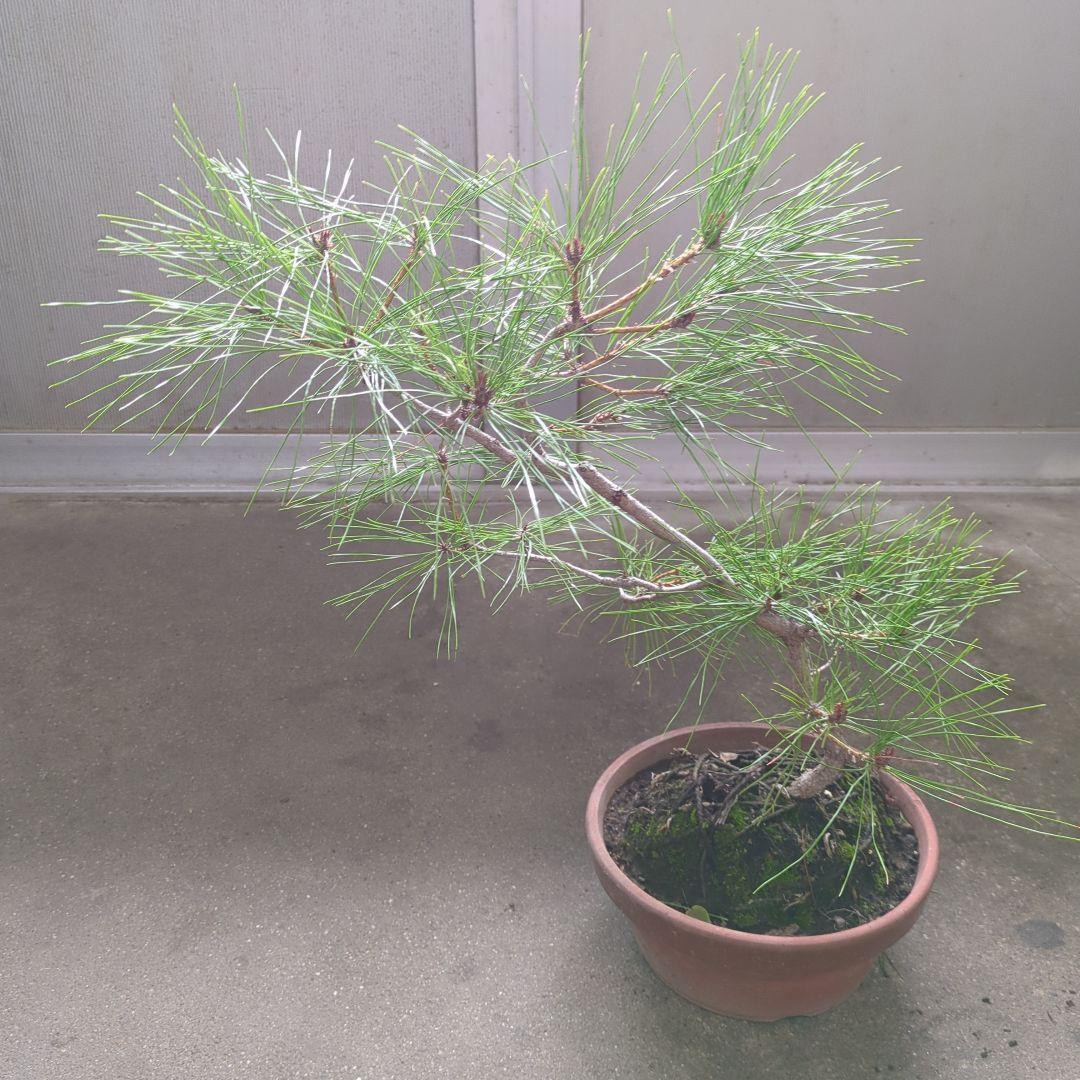 アカマツ　盆栽