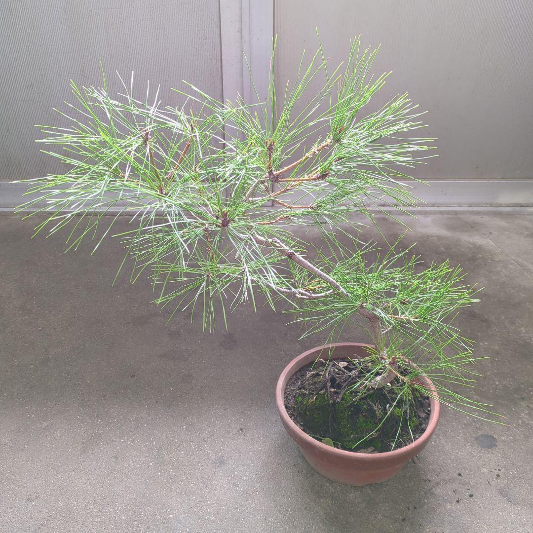 アカマツ　盆栽