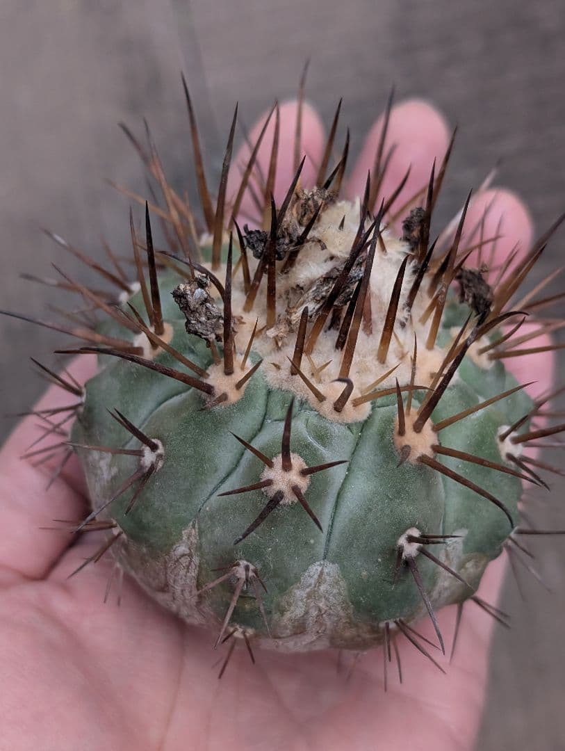 M*9様 【特選】コピアポア　シネレア　黒王丸 ①　白刺？