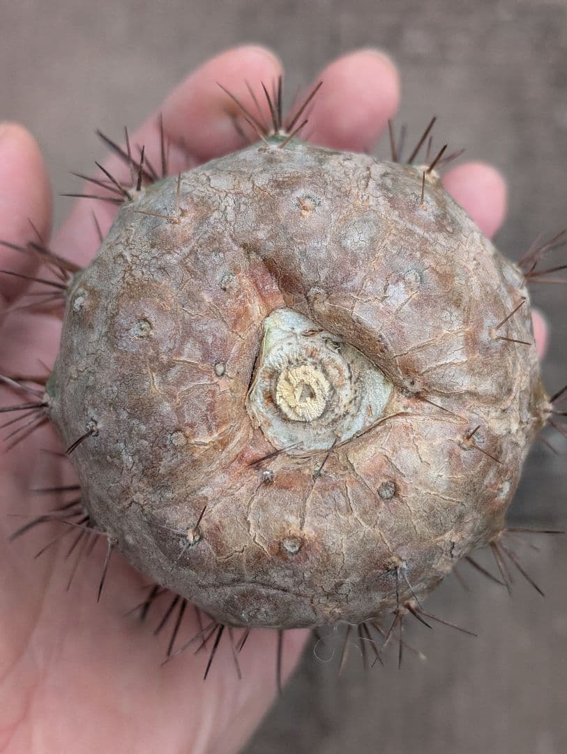 M*9様 【特選】コピアポア　シネレア　黒王丸 ①　白刺？