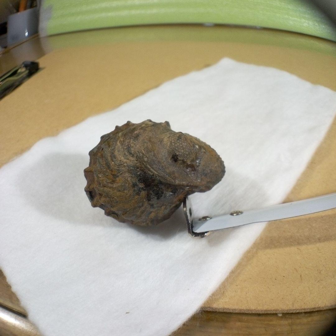 三葉虫　化石　三葉虫化石　究極のレトロ　fossil　ボリビア産　化石管理番号⑪