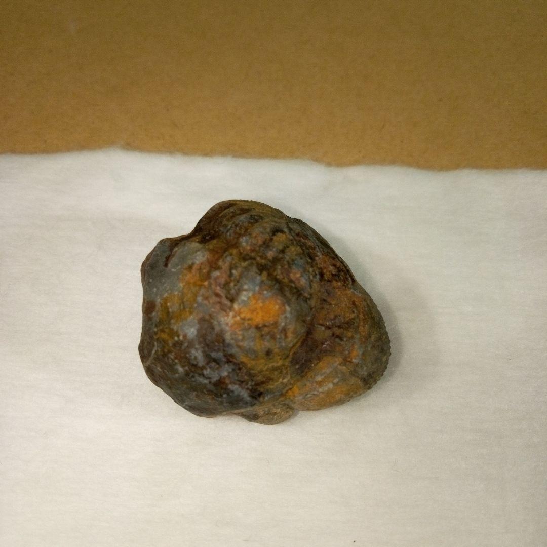 三葉虫　化石　三葉虫化石　究極のレトロ　fossil　ボリビア産　化石管理番号⑪