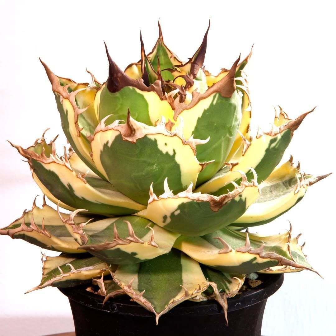 スナグルトゥース①★暴牙★カクタスグリーン産★CACTUS GREEN産