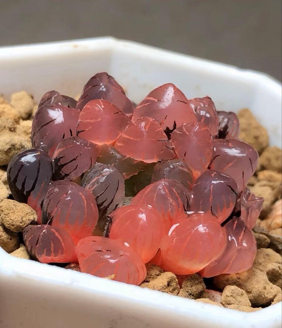 じ*む様 多肉植物　ハオルチア　赤太陽錦　極上斑　親株　子株付き