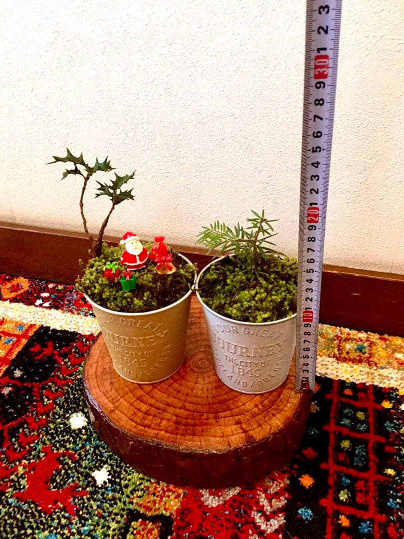 完売　　天然野生の可愛い【柊さんと樅の木さんセット】柊＊樅の木＊クリスマスツリー