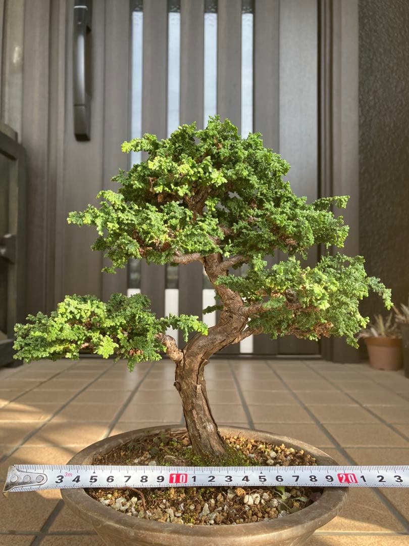 ◉石化檜盆栽　究極の逸品　幹の曲と美しい樹形が超魅力！　　大特価！早いもの勝ち