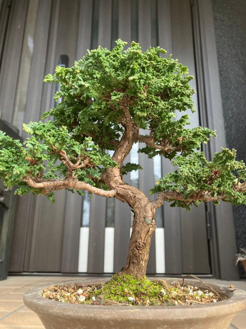 ◉石化檜盆栽　究極の逸品　幹の曲と美しい樹形が超魅力！　　大特価！早いもの勝ち