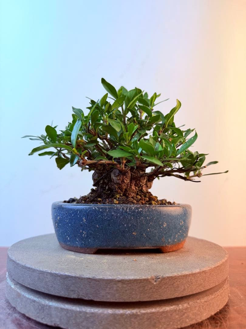 【ガチ盆栽】クチナシ　梔子　小品盆栽
