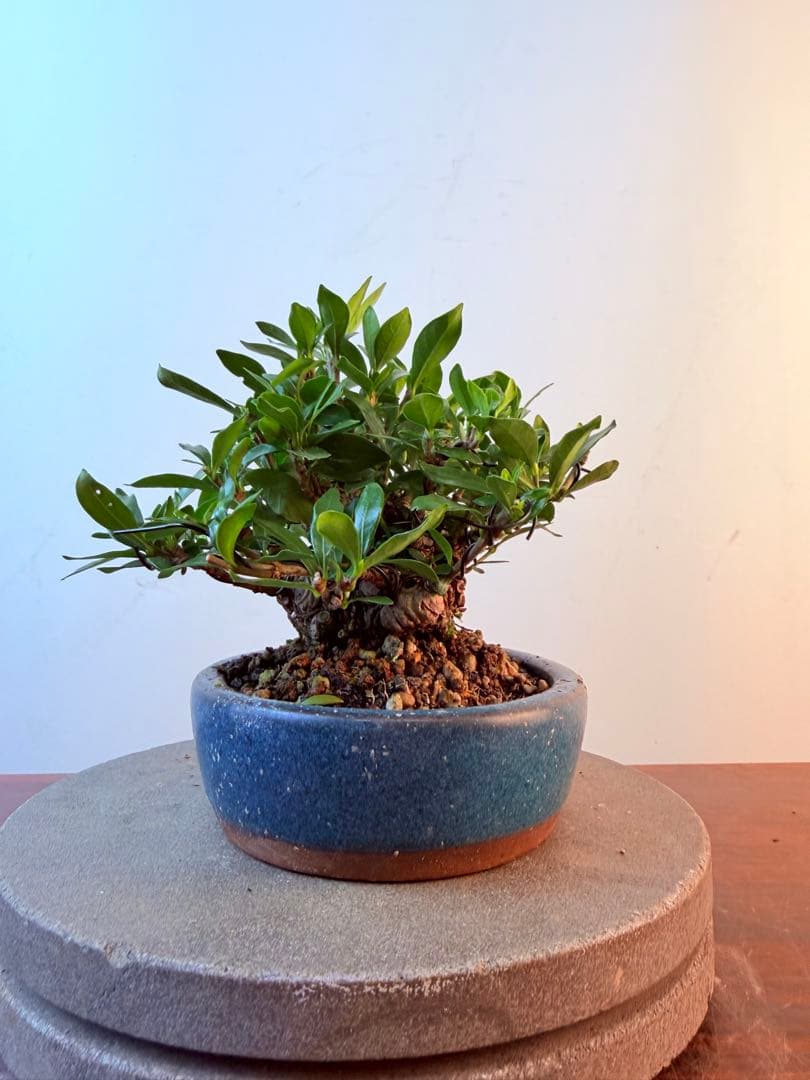 【ガチ盆栽】クチナシ　梔子　小品盆栽