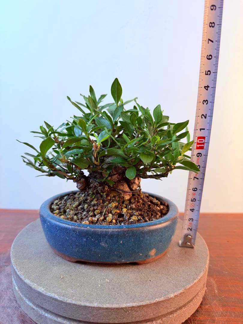 【ガチ盆栽】クチナシ　梔子　小品盆栽