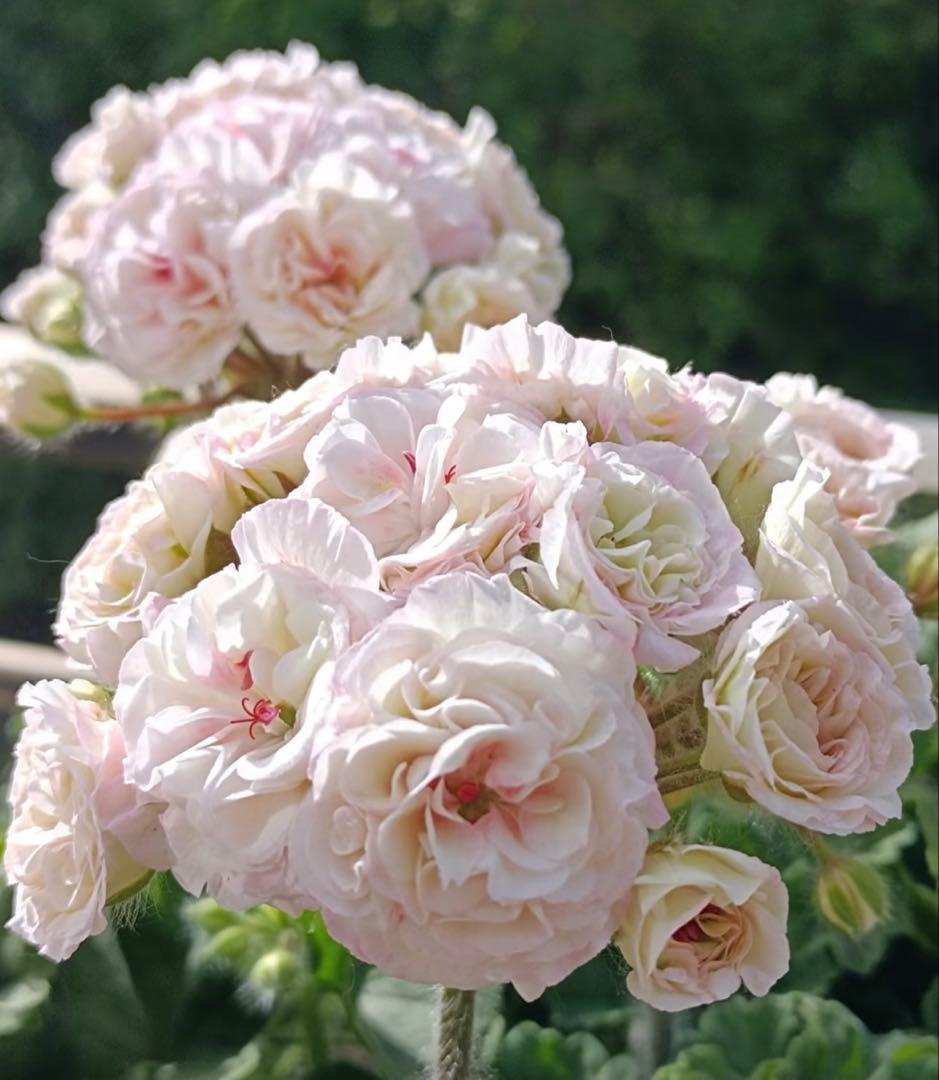 フリフリ花びらゼラニウム　希少品種ゼラニウム　レア品種ゼラニウム　wln04